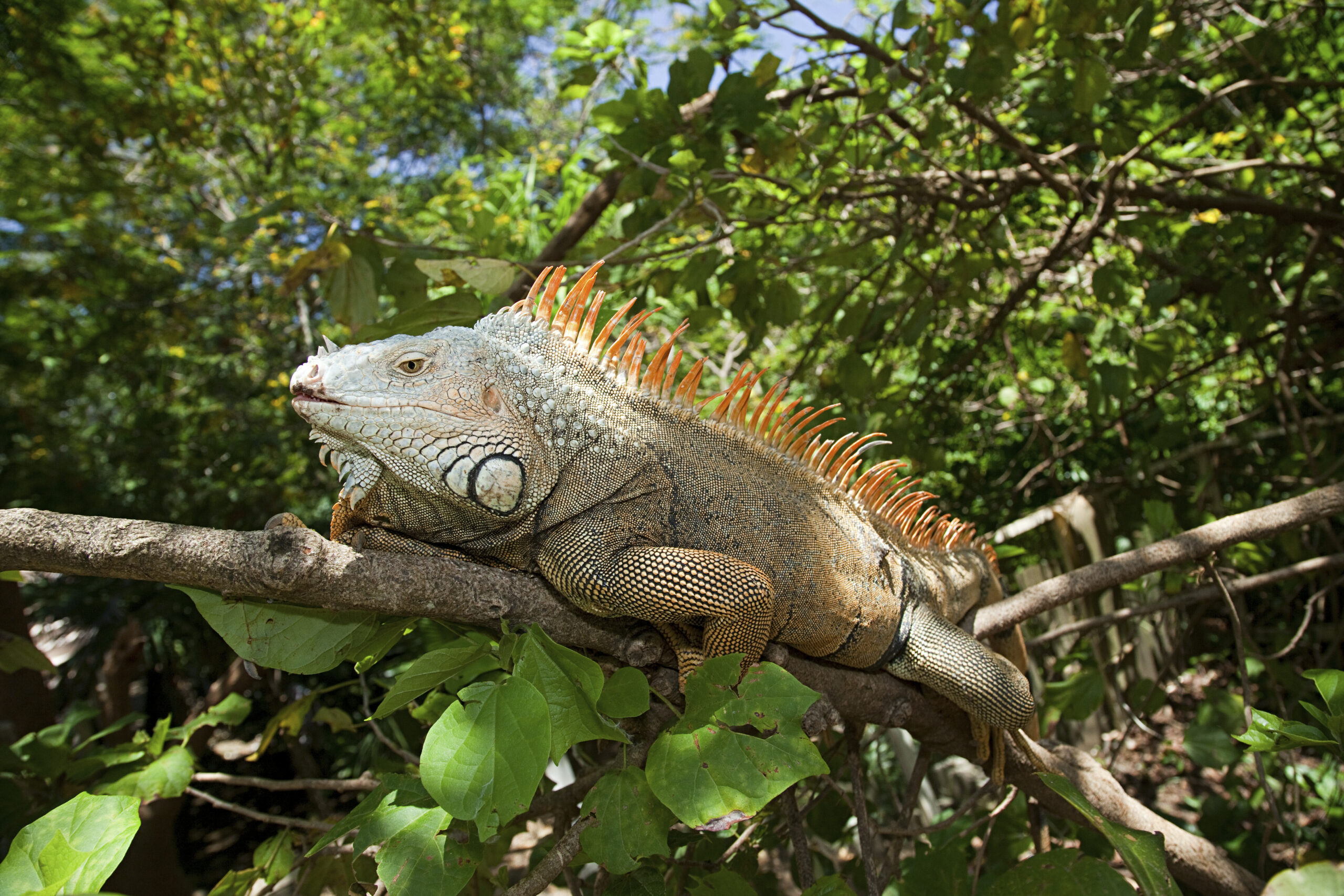 iguana 1